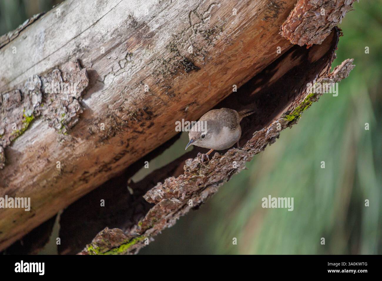 Casa Wren (Troglodytes aedon) tra la corteccia di un albero. Foto Stock