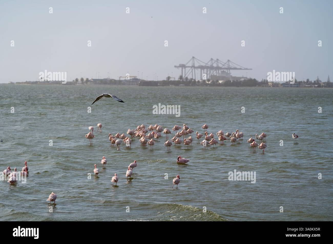 Uno stormo di fenicotteri rosa e un gabbiano in volo nella laguna, contrastati con le gru industriali del porto di Walvis Bay sullo sfondo namibiano. Foto Stock