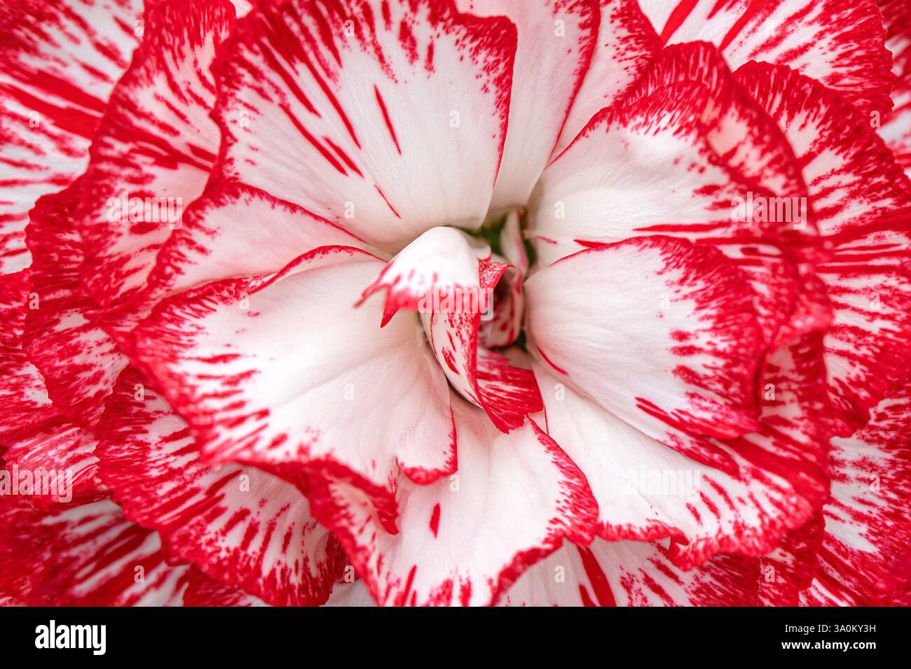 Foto macro di un fiore di garofano rosso e bianco Foto Stock