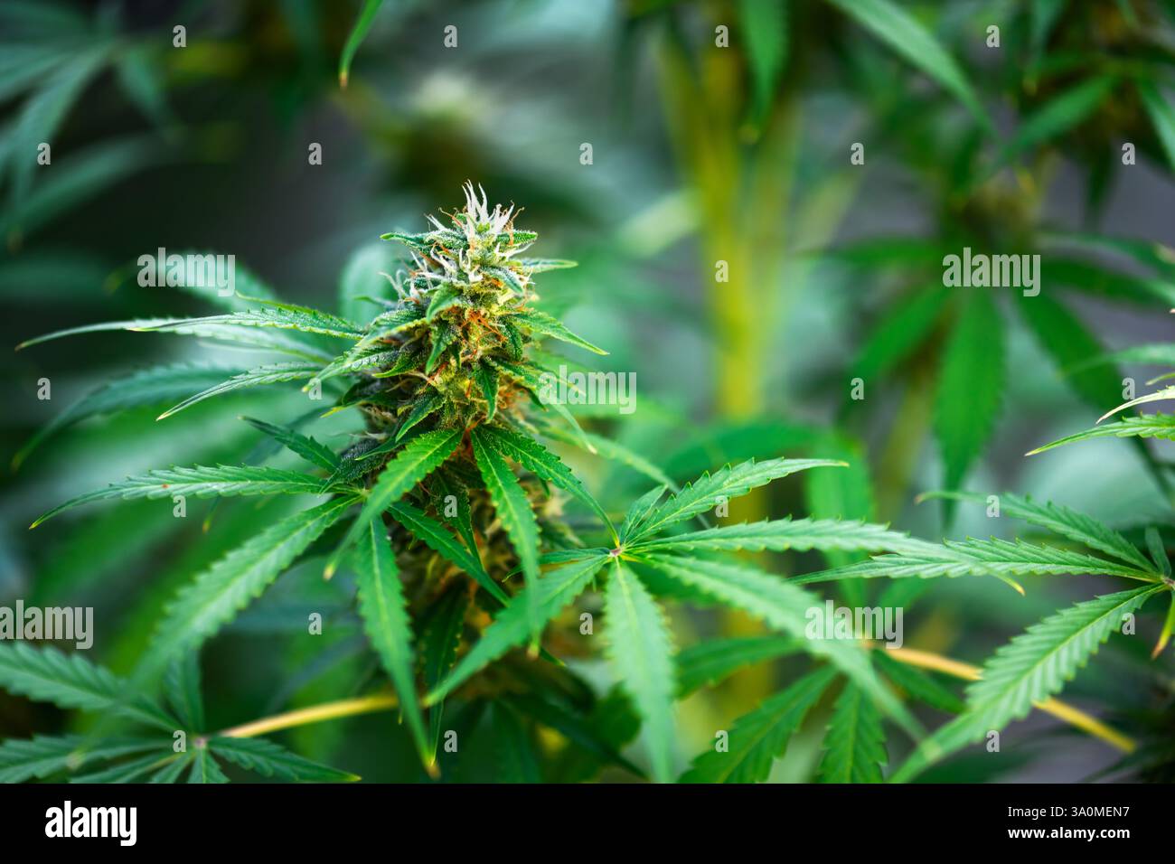 Primo piano di foglie di cannabis verde fresca. Concetto di crescita della marijuana medica Foto Stock
