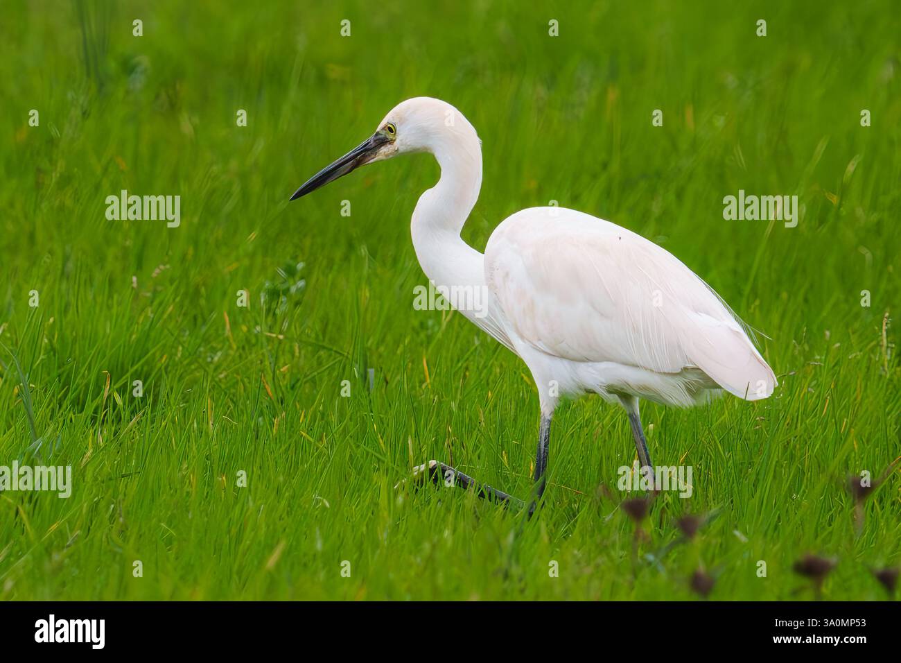 L'egretta bianca con un lungo becco nero e gambe sottili si erge in un lussureggiante prato verde. Foto Stock