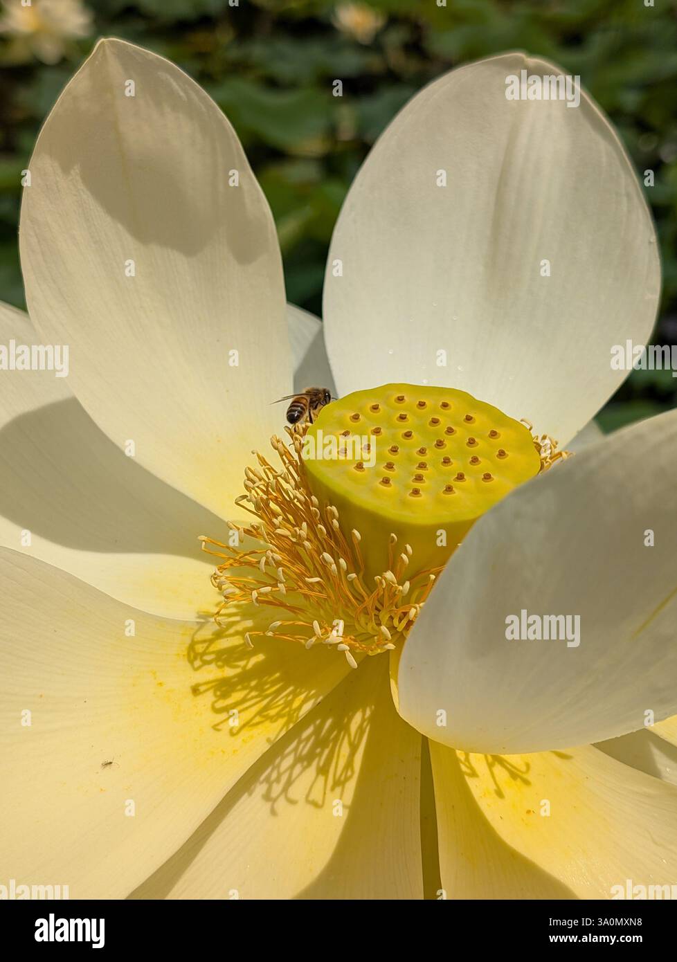 Fiori di loto bianco con centro giallo, polline di raccolta delle api. Luce naturale, ombre morbide. Petali dettagliati, stami. Tranquillo, sereno, botanico Foto Stock