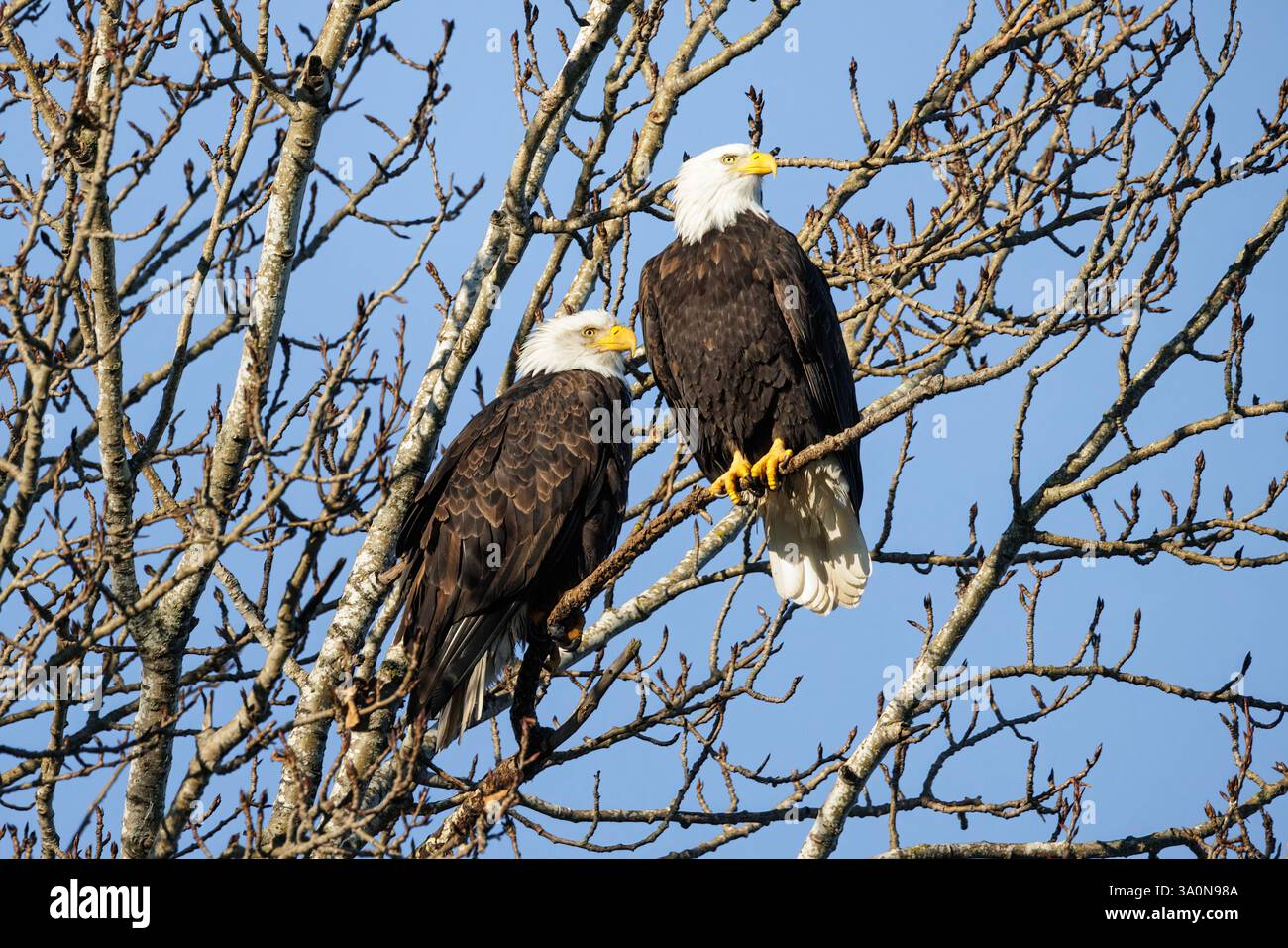 Aquila calva bird a Vancouver BC Canada Foto Stock