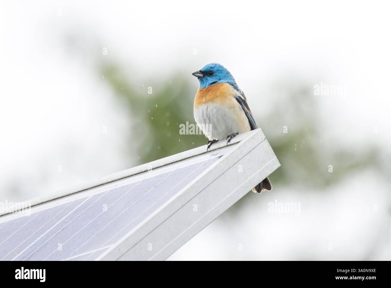 Lazuli bunting Bird a Vancouver, British Columbia, Canada Foto Stock