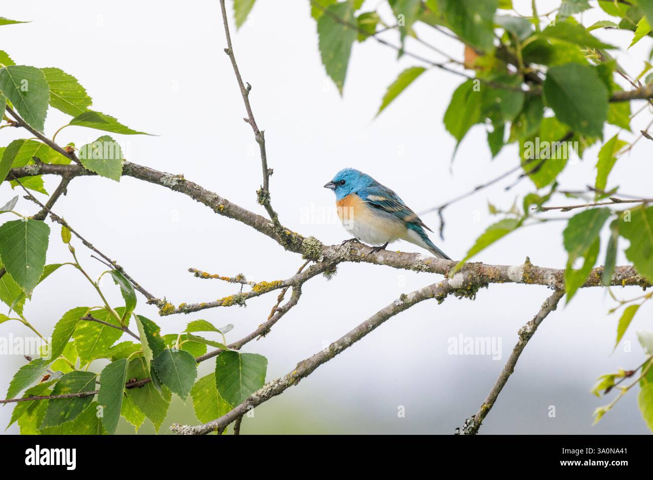 Lazuli bunting Bird a Vancouver, British Columbia, Canada Foto Stock