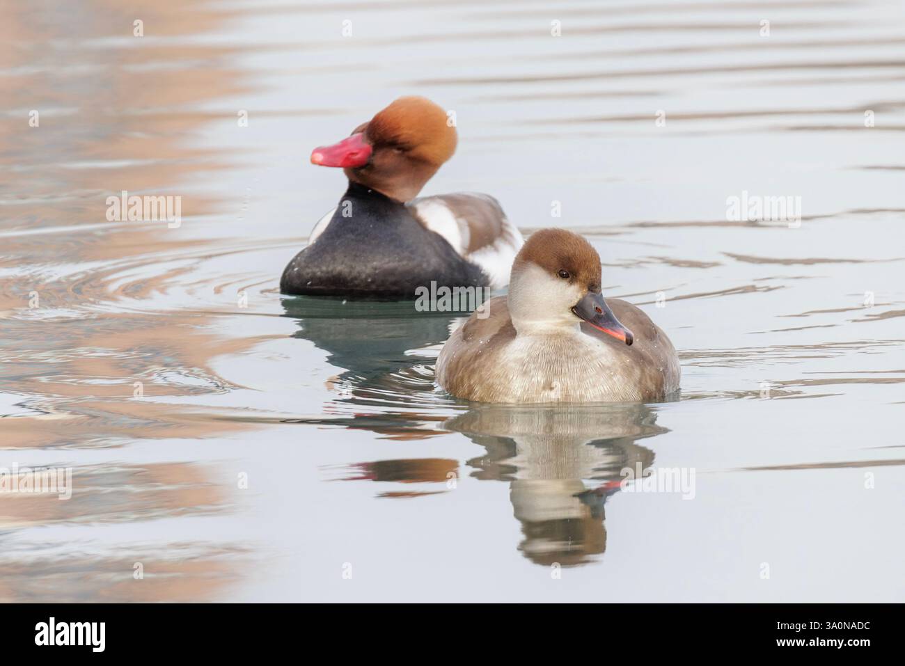 Anatra di Pochard con cresta rossa a Pechino in Cina Foto Stock