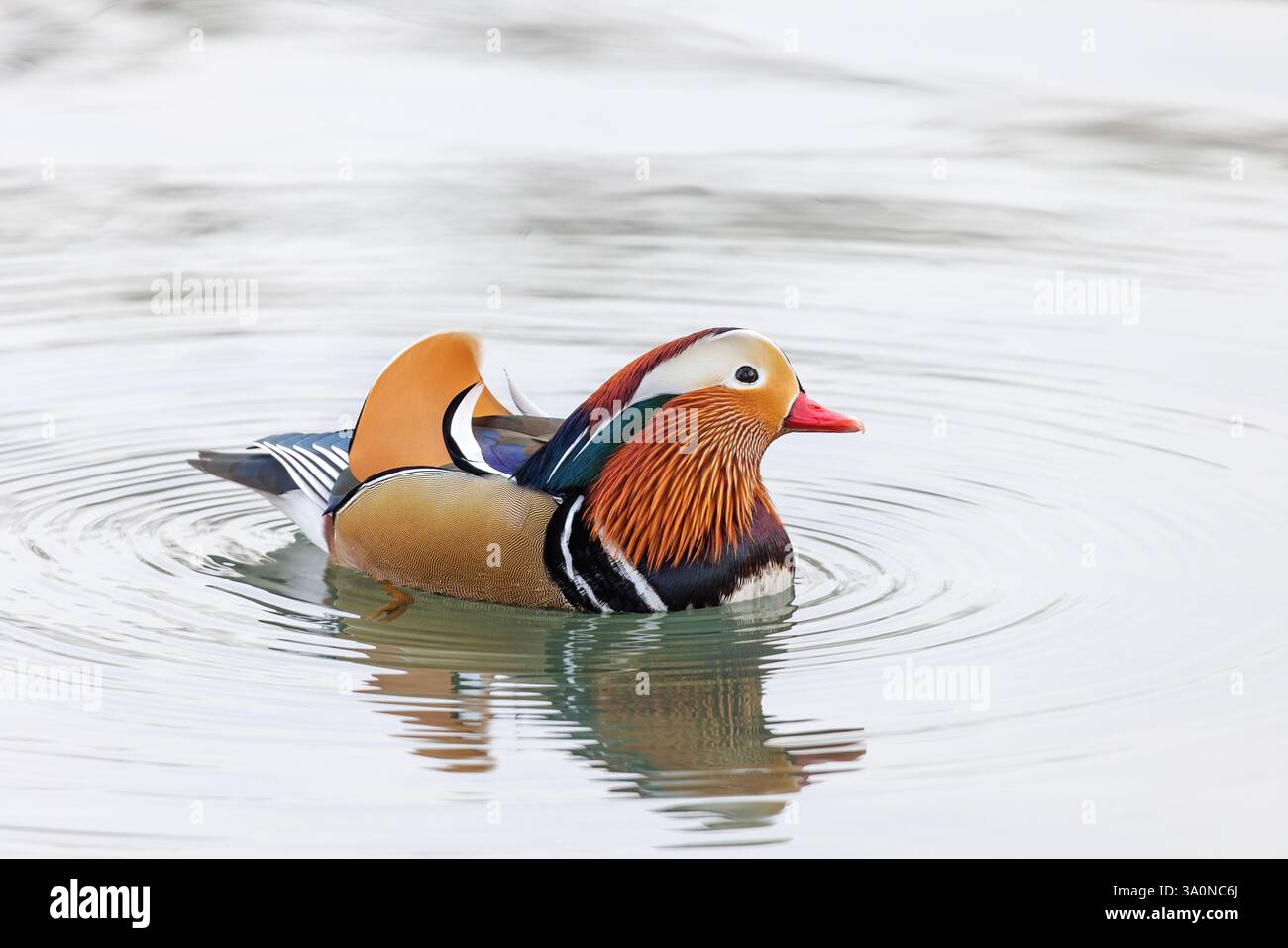 Mandarin Duck Bird a Pechino Cina Foto Stock