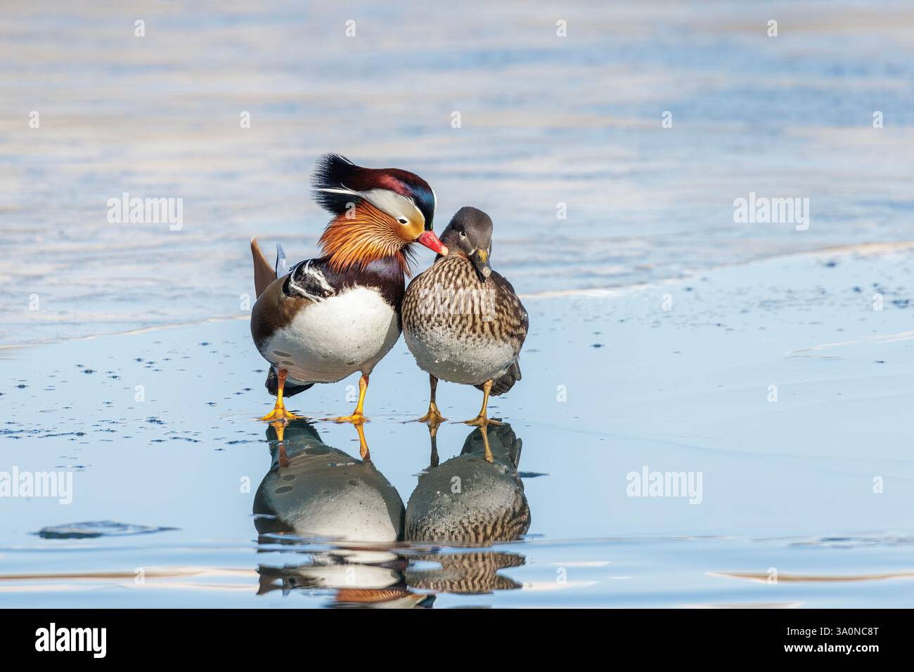 Mandarin Duck Bird a Pechino Cina Foto Stock