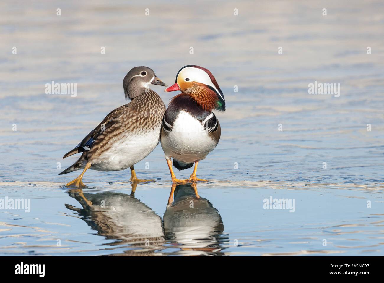 Mandarin Duck Bird a Pechino Cina Foto Stock