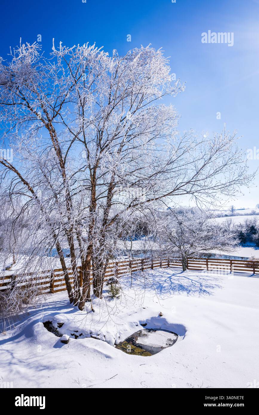 Alberi ricoperti di ghiaccio e neve e paesaggi innevati nel Kentucky centrale Foto Stock