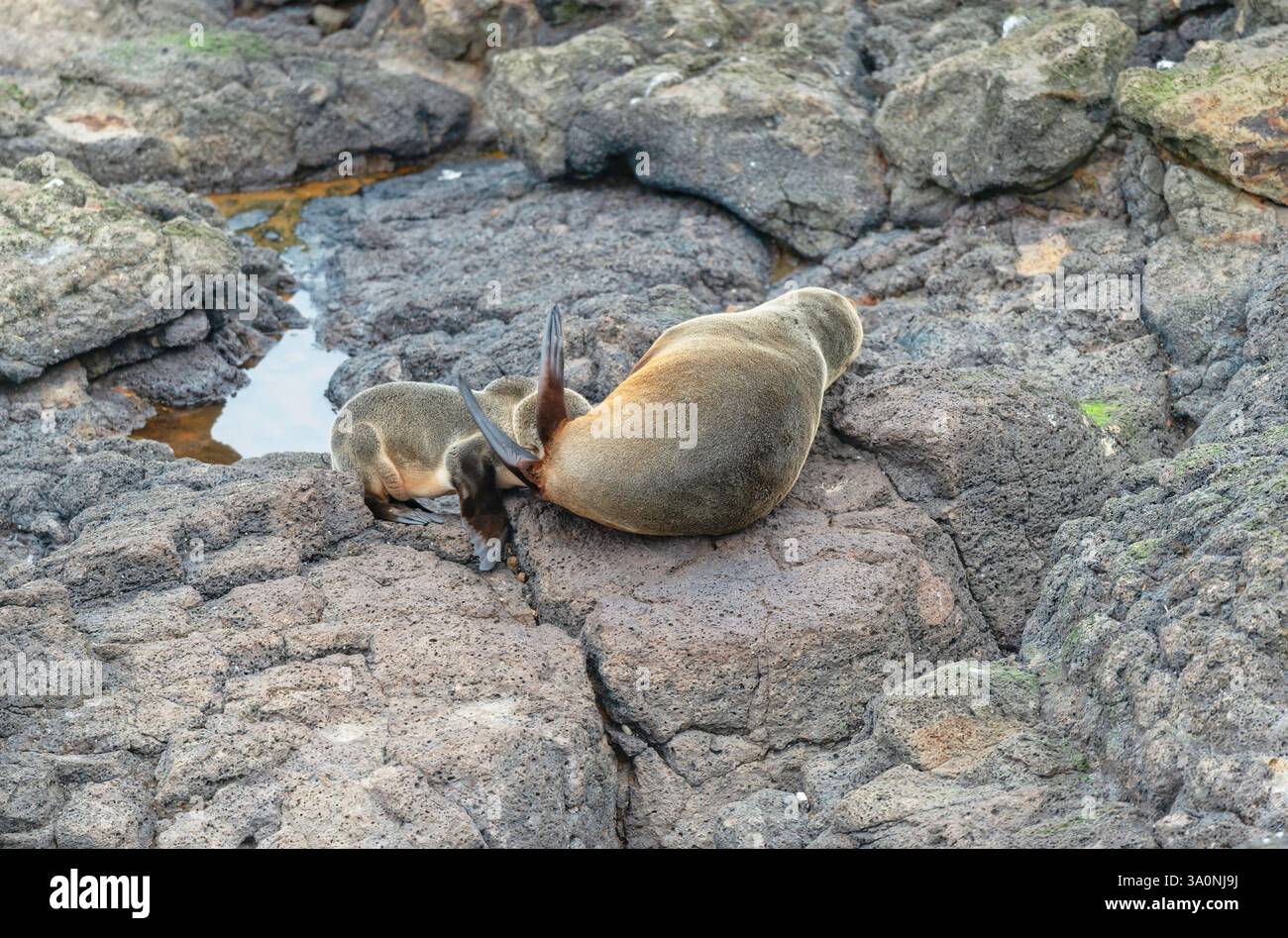 Foche pellicce neozelandesi, penisola di Otago, Isola del Sud, Otago, nuova Zelanda Foto Stock