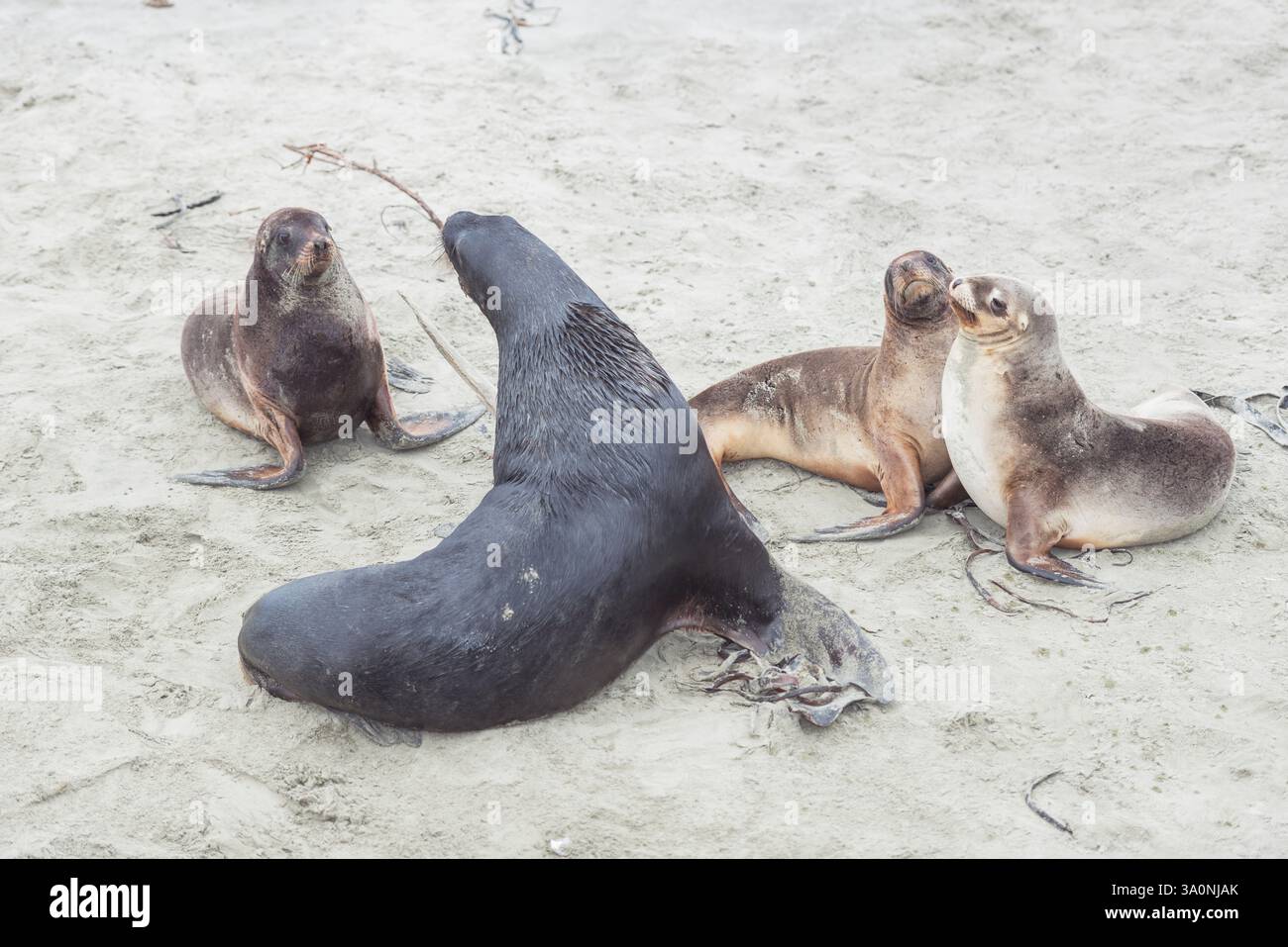 Leoni marini della nuova Zelanda (Phocarctos hookeri), regione di Otago, Isola del Sud, nuova Zelanda Foto Stock