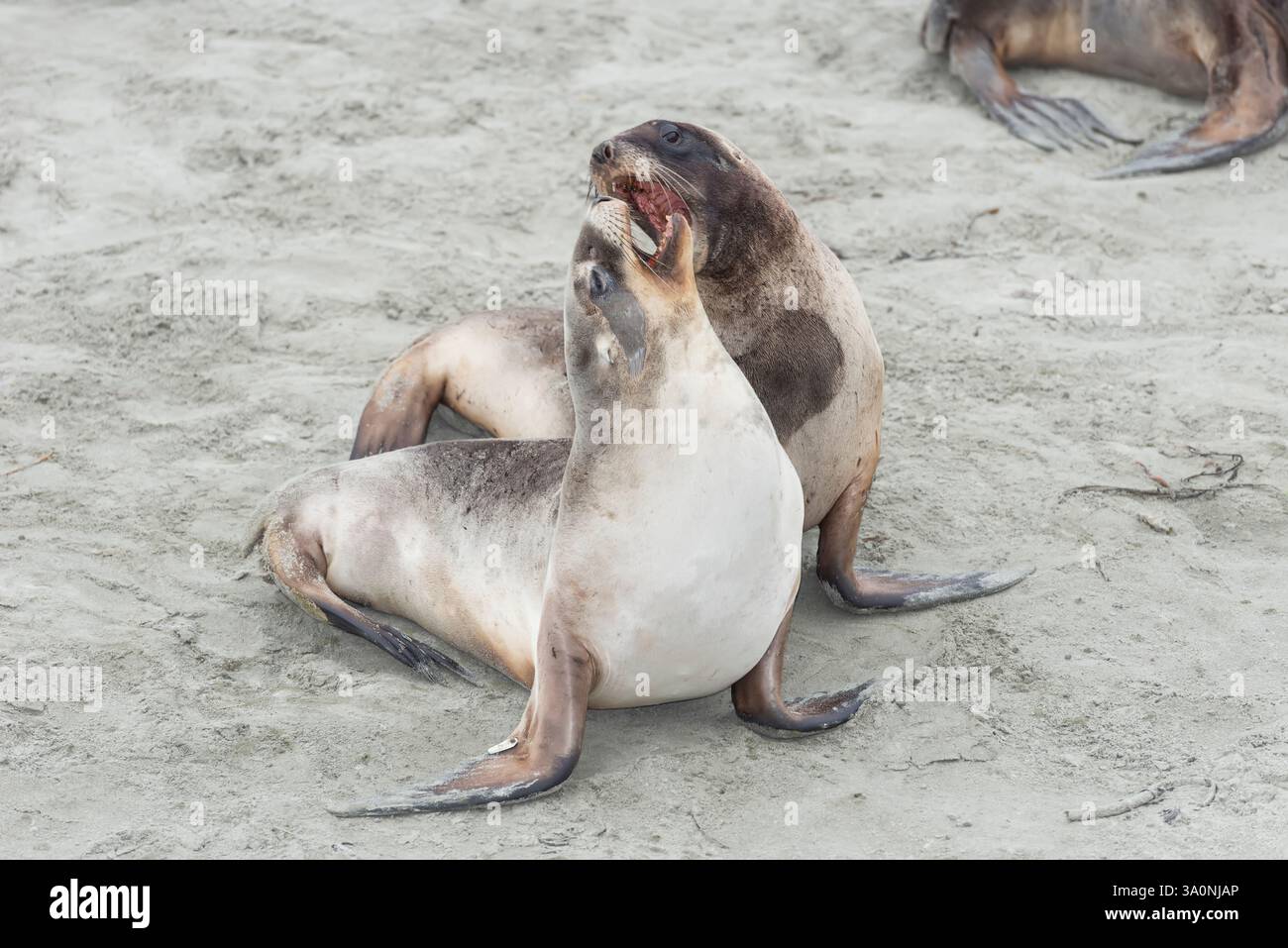Leoni marini della nuova Zelanda (Phocarctos hookeri), regione di Otago, Isola del Sud, nuova Zelanda Foto Stock