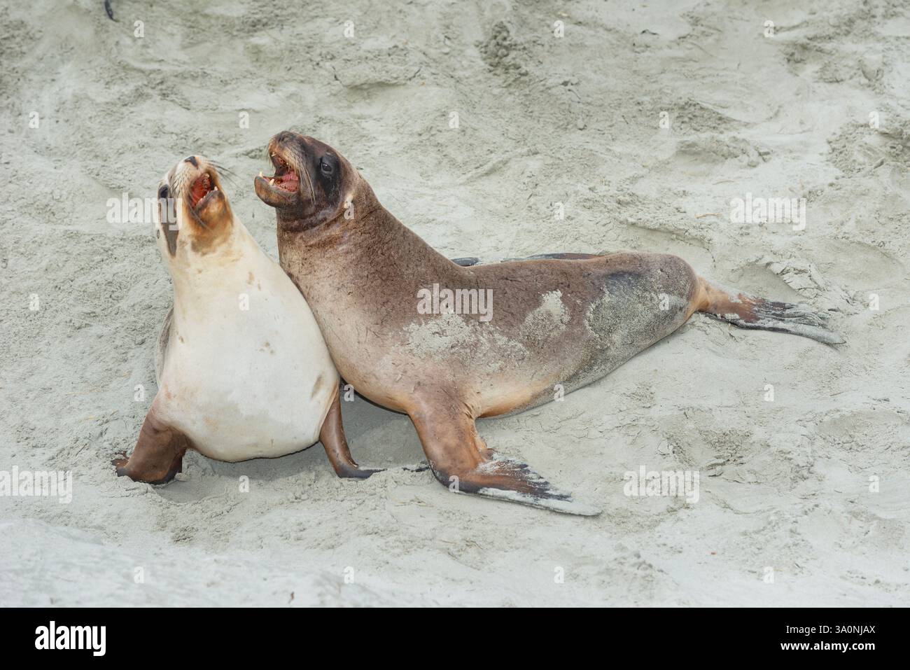 Leoni marini della nuova Zelanda (Phocarctos hookeri), regione di Otago, Isola del Sud, nuova Zelanda Foto Stock