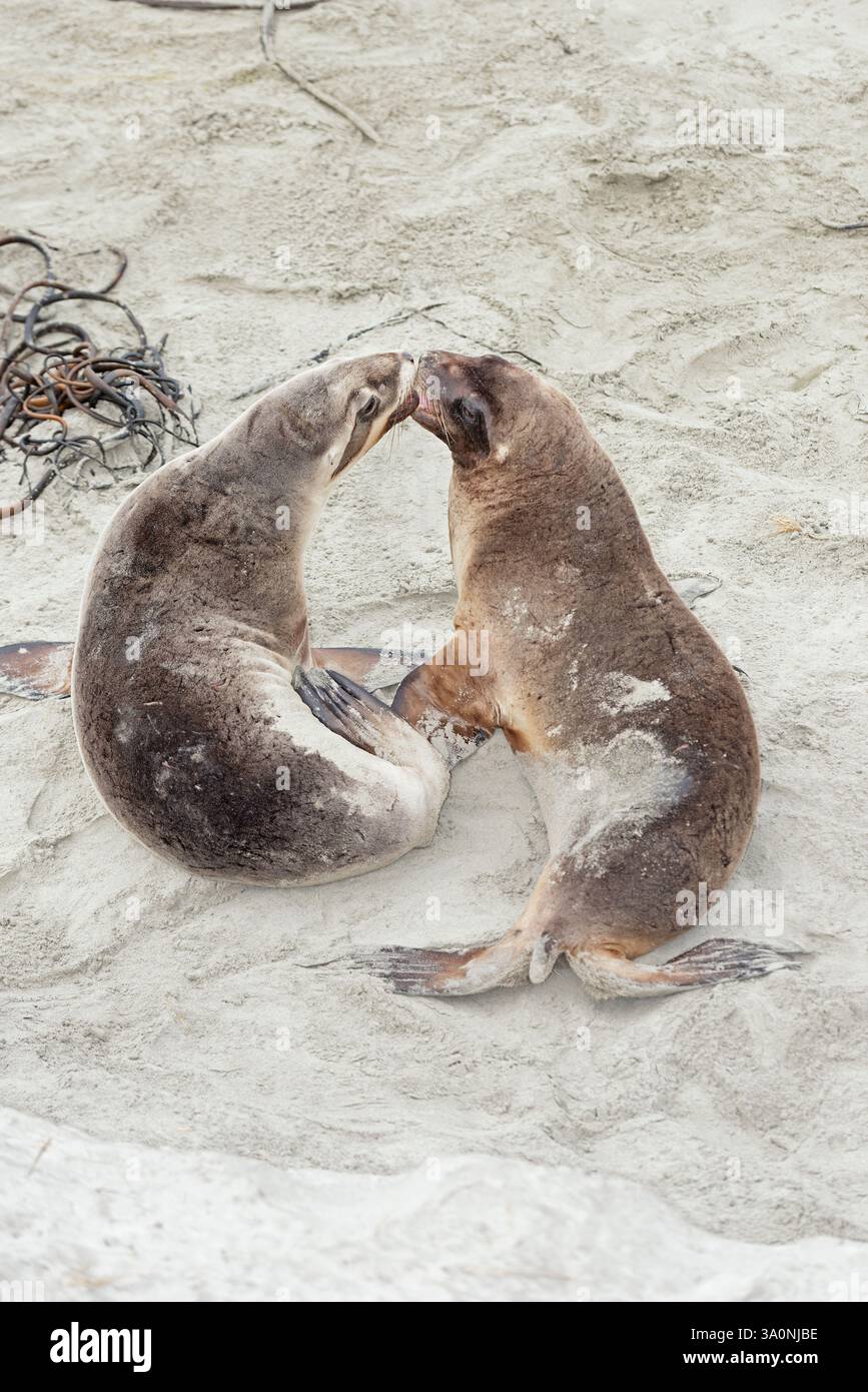 Leoni marini della nuova Zelanda (Phocarctos hookeri), regione di Otago, Isola del Sud, nuova Zelanda Foto Stock