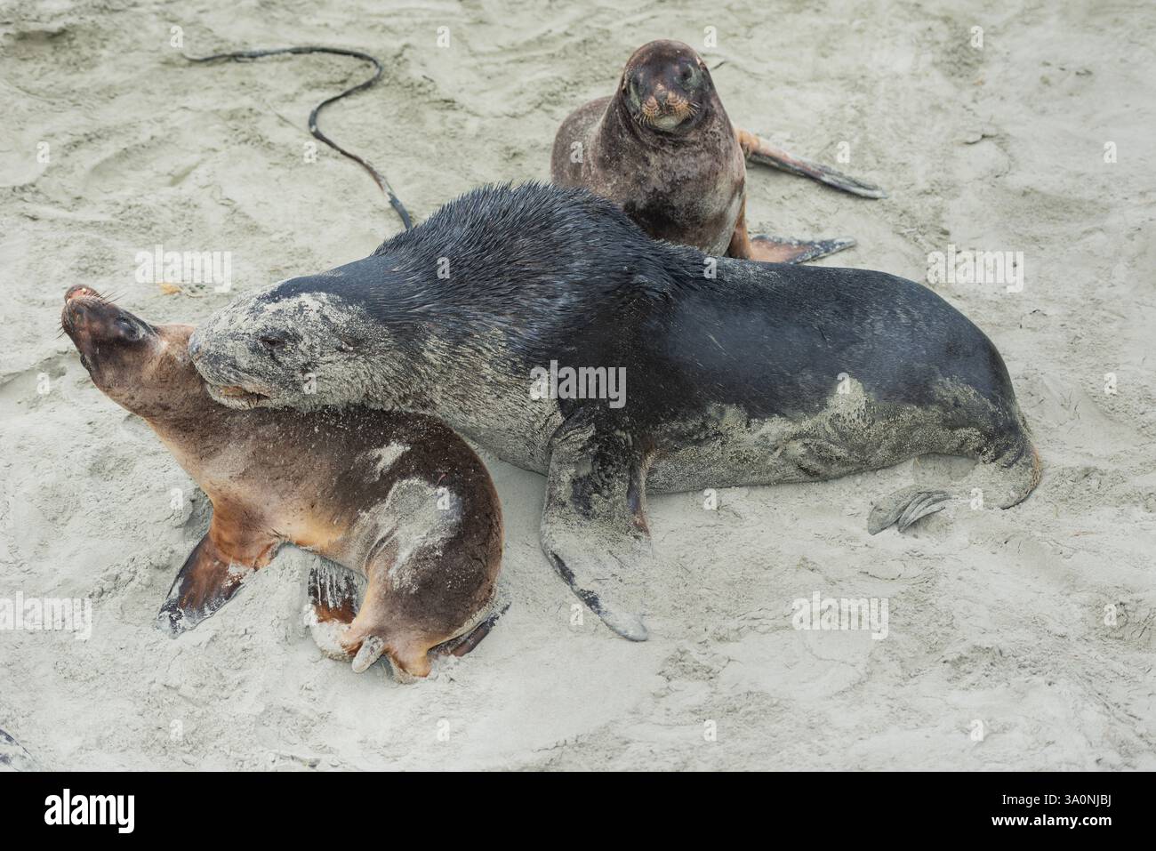 Leoni marini della nuova Zelanda (Phocarctos hookeri), regione di Otago, Isola del Sud, nuova Zelanda Foto Stock