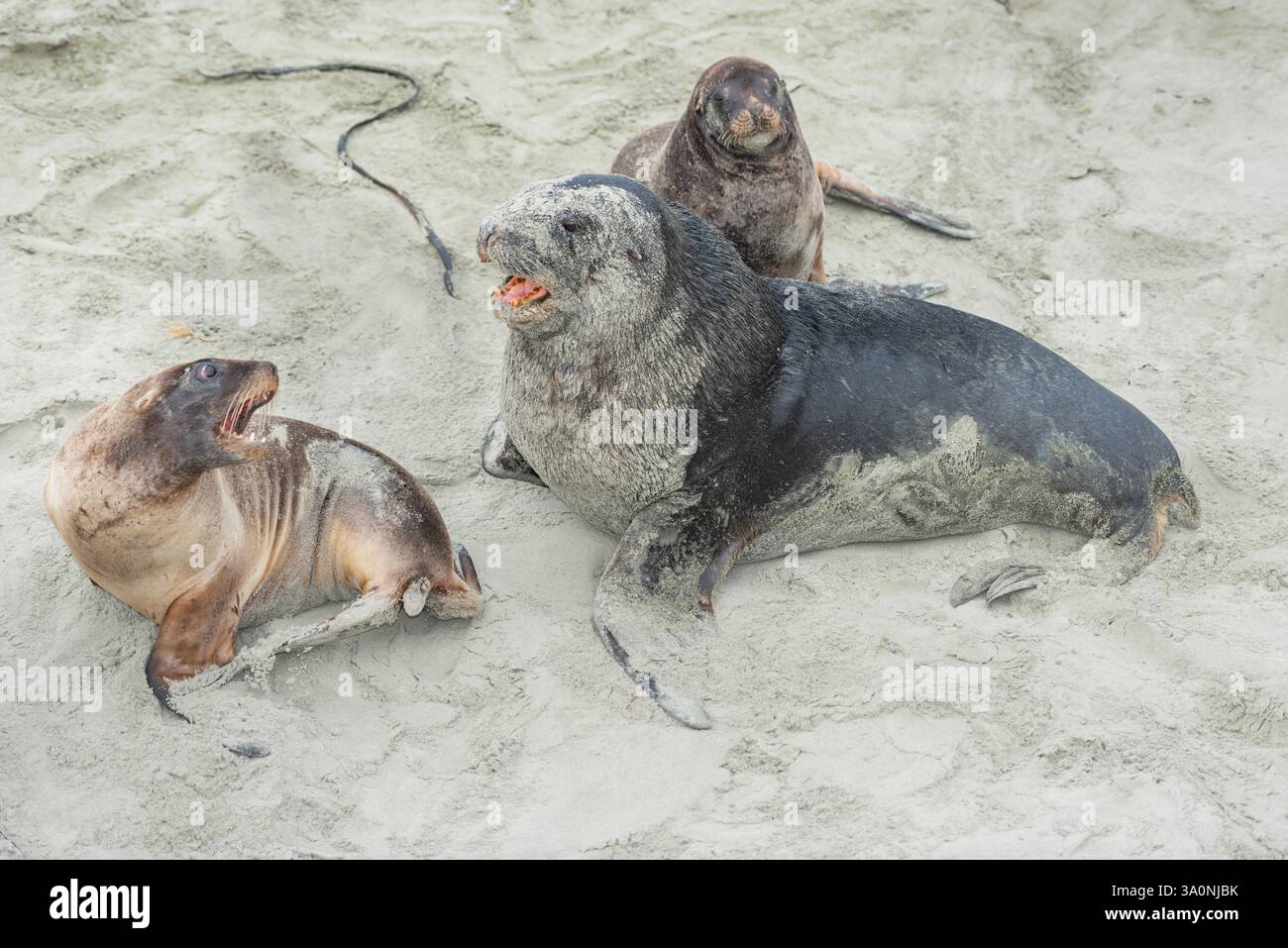 Leoni marini della nuova Zelanda (Phocarctos hookeri), regione di Otago, Isola del Sud, nuova Zelanda Foto Stock