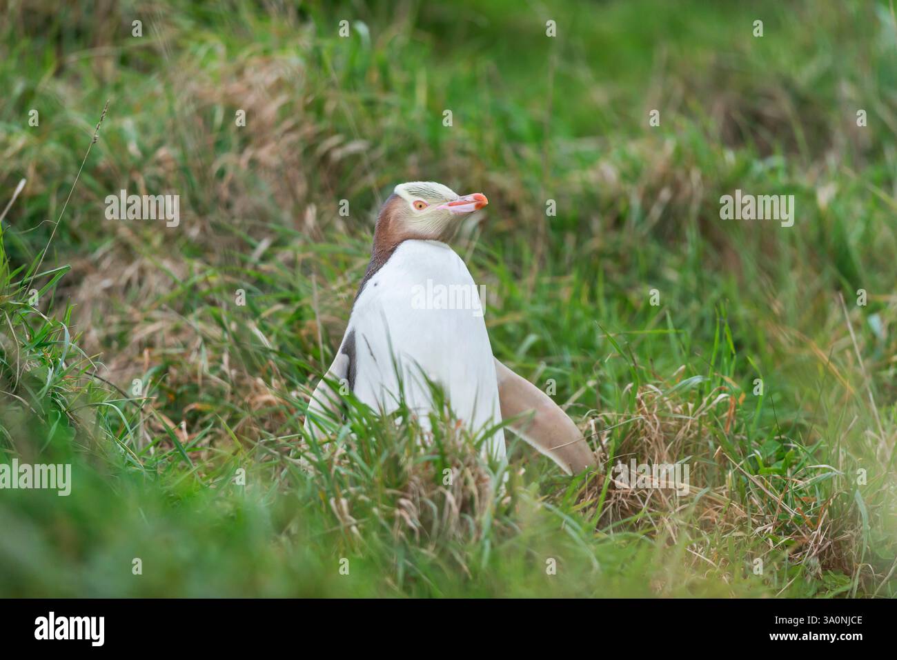 Pinguino dagli occhi gialli (Megadyptes antipodi), regione di Otago, Isola del Sud, nuova Zelanda, Foto Stock