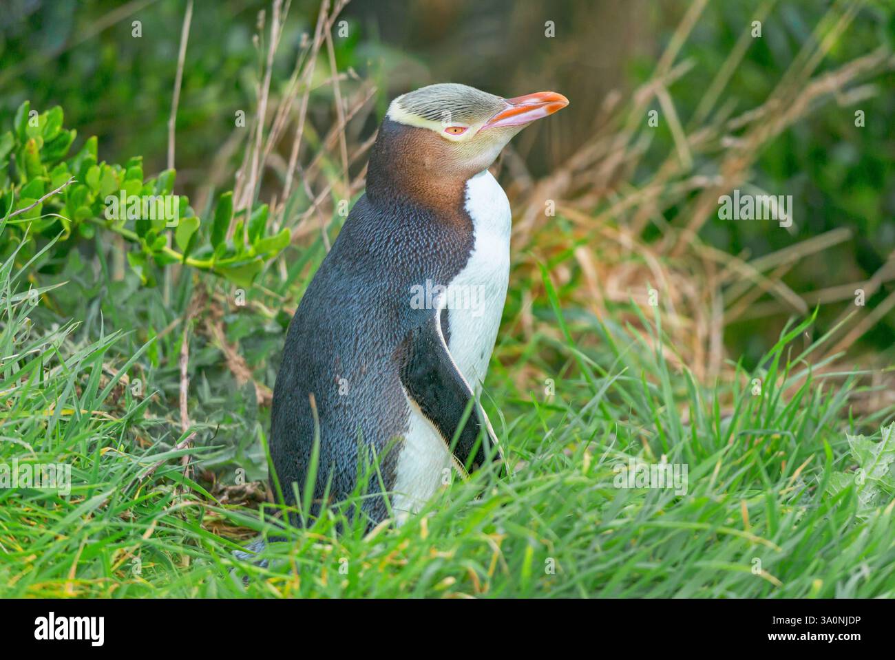 Pinguino dagli occhi gialli (Megadyptes antipodi), regione di Otago, Isola del Sud, nuova Zelanda, Foto Stock