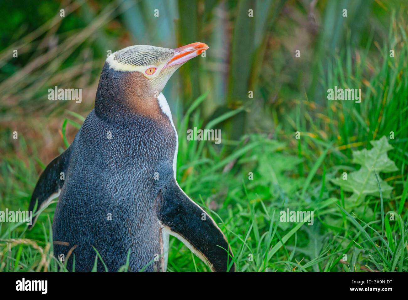 Pinguino dagli occhi gialli (Megadyptes antipodi), regione di Otago, Isola del Sud, nuova Zelanda, Foto Stock