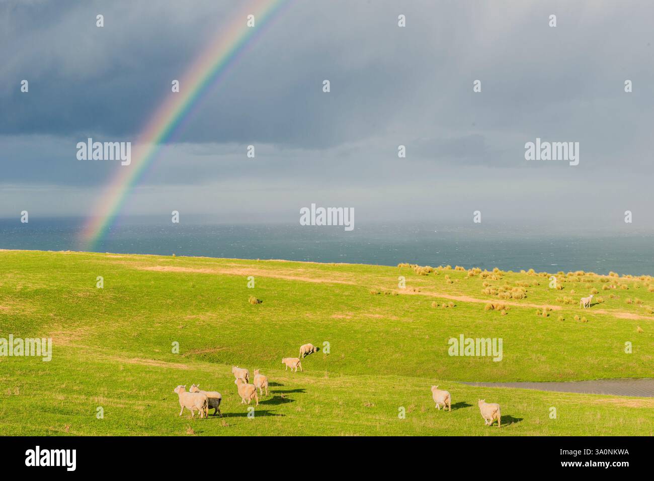 Gregge di pecore al pascolo sotto un arcobaleno, Otago, South Island, in Nuova Zelanda, Foto Stock