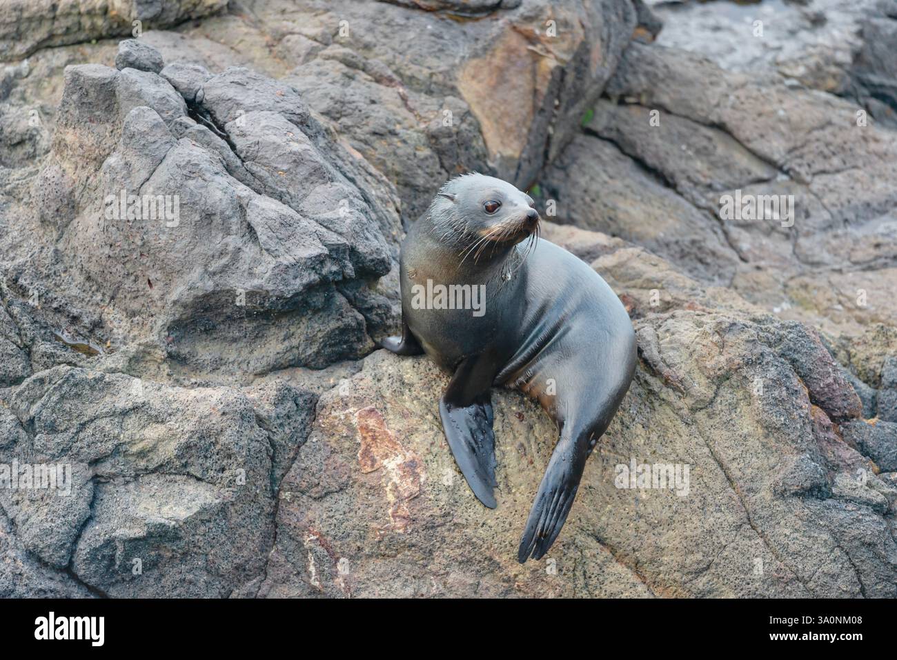 New Zealand Fur Seal Pup (Arctocephalus forsteri), Penisola di Otago, Isola del Sud, Otago, Nuova Zelanda, Foto Stock