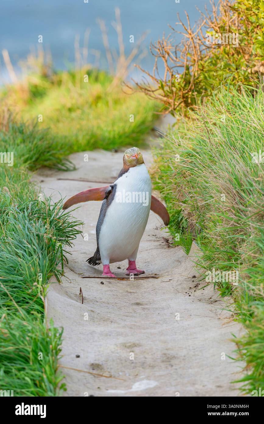 Pinguino dagli occhi gialli (Megadyptes antipodi) in movimento, regione di Otago, Isola del Sud, nuova Zelanda Foto Stock