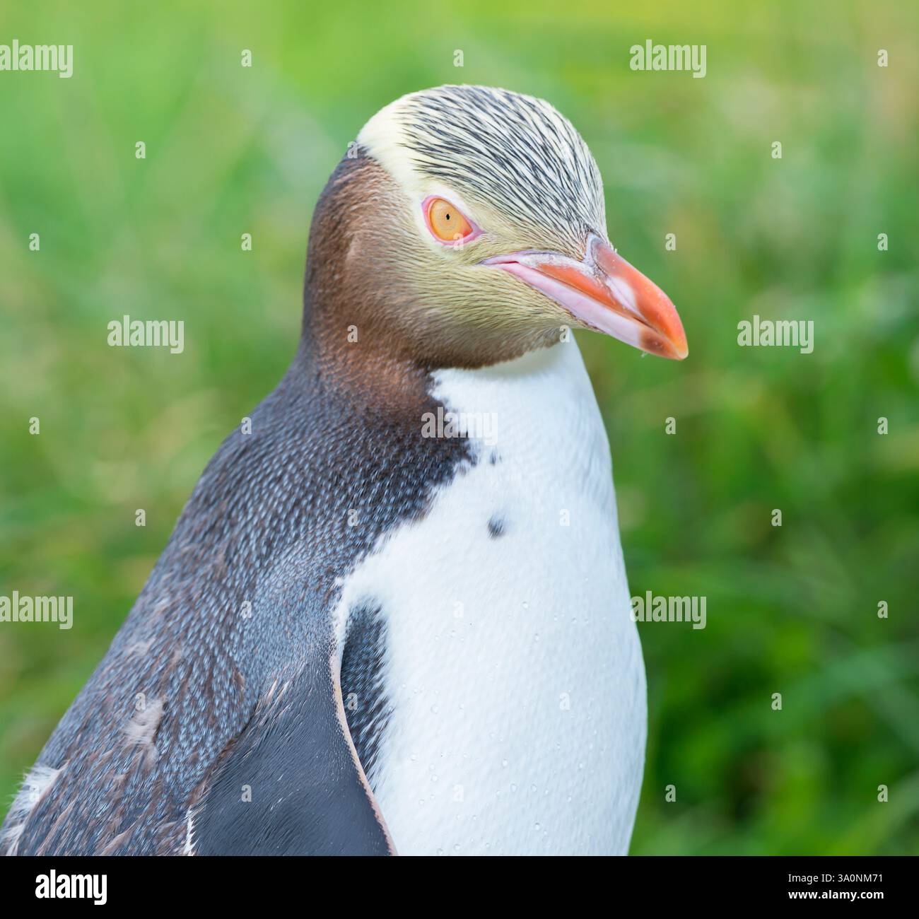 Pinguino dagli occhi gialli (Megadyptes antipodi), regione di Otago, Isola del Sud, nuova Zelanda Foto Stock