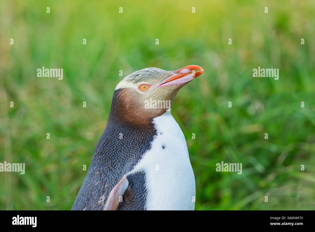 Pinguino dagli occhi gialli (Megadyptes antipodi), regione di Otago, Isola del Sud, nuova Zelanda Foto Stock
