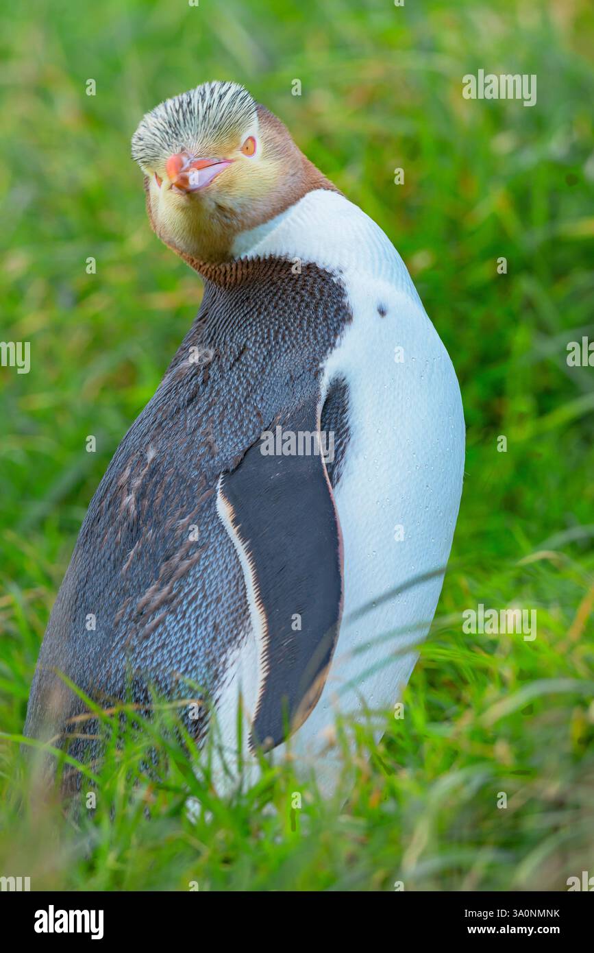 Pinguino dagli occhi gialli (Megadyptes antipodi), regione di Otago, Isola del Sud, nuova Zelanda Foto Stock
