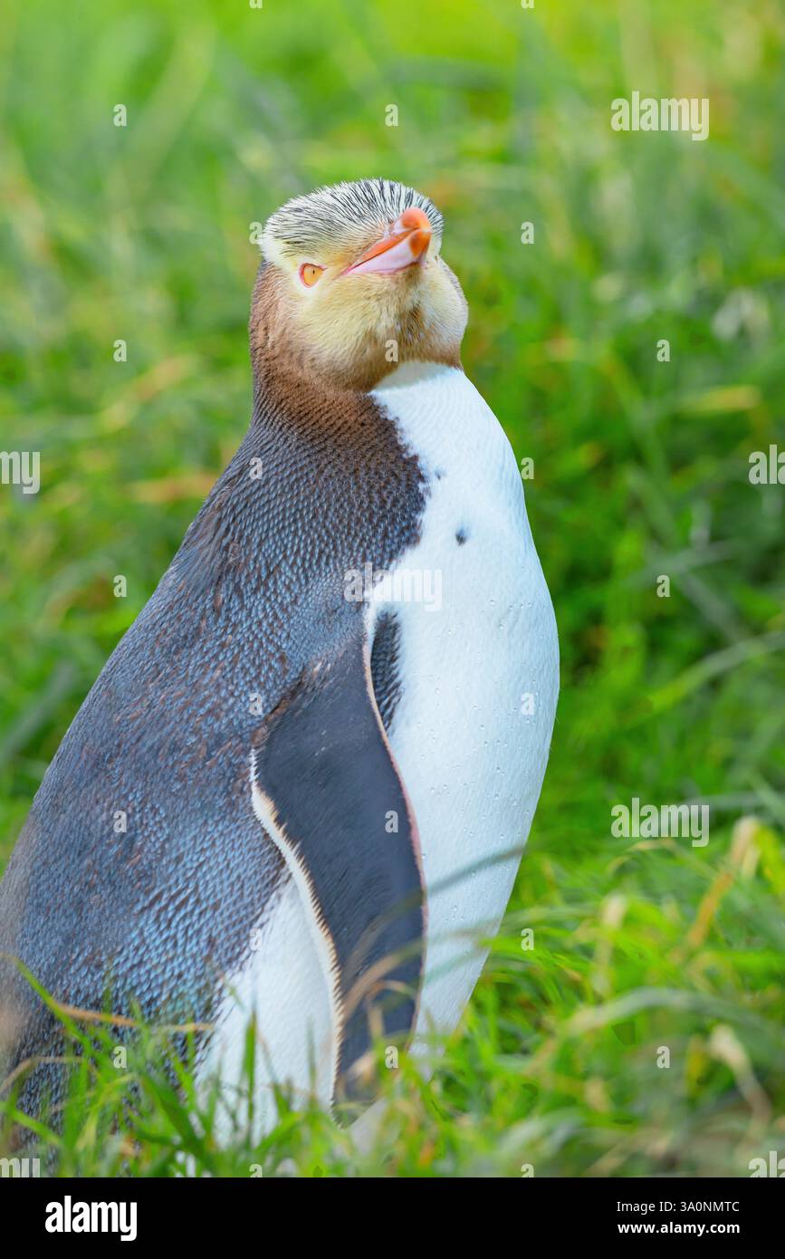Pinguino dagli occhi gialli (Megadyptes antipodi), regione di Otago, Isola del Sud, nuova Zelanda Foto Stock