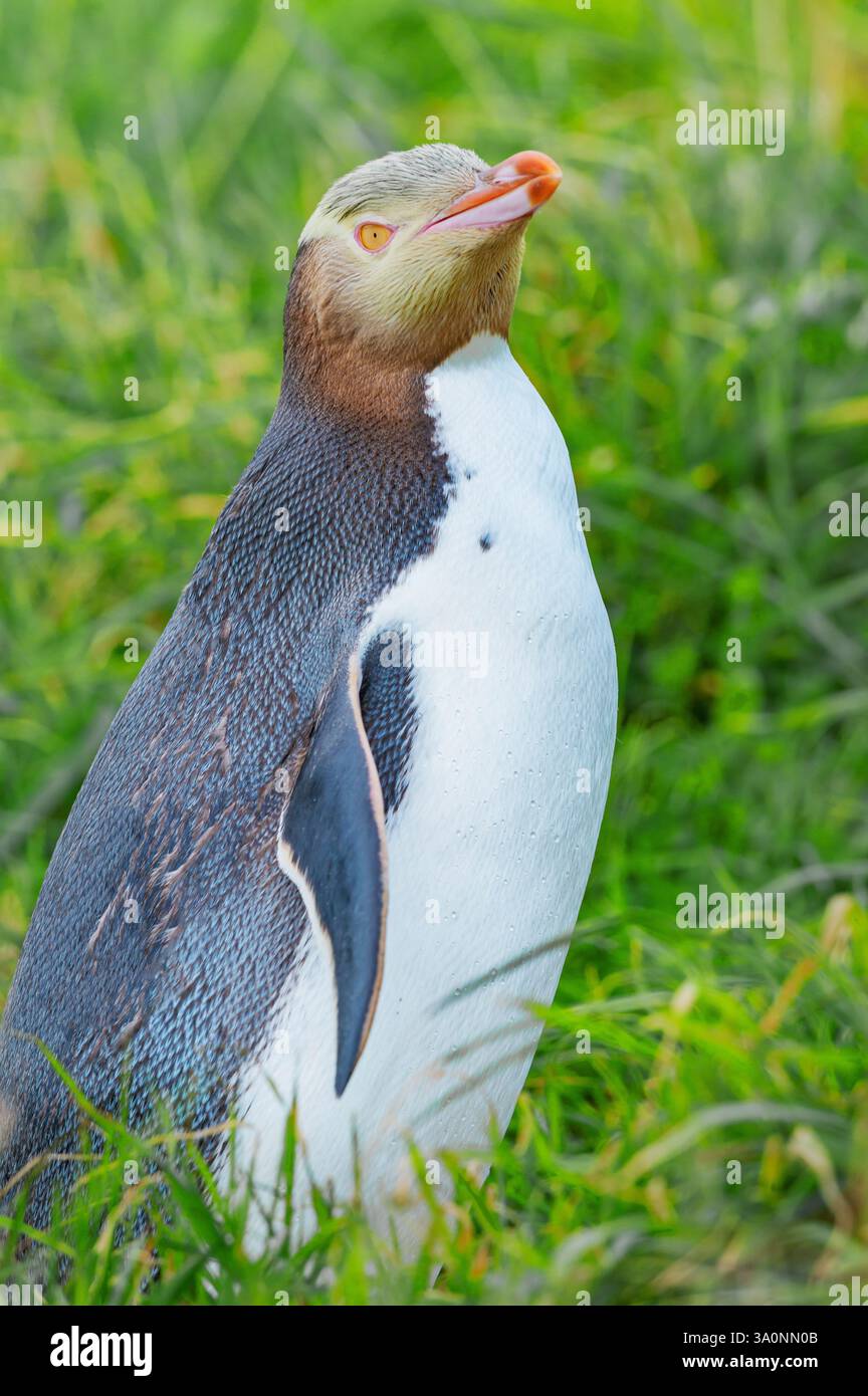 Pinguino dagli occhi gialli (Megadyptes antipodi), regione di Otago, Isola del Sud, nuova Zelanda Foto Stock