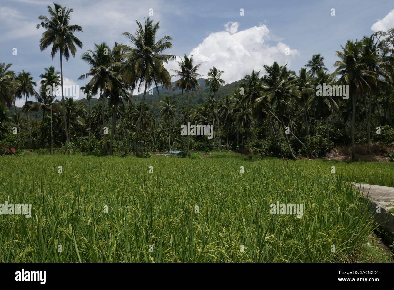 Campo di riso nel villaggio di SIbanggor Julu, reggenza del Mandailing Natal, Sumatra settentrionale, Indonesia. Il riso è la principale fonte alimentare della popolazione del paese. Foto Stock