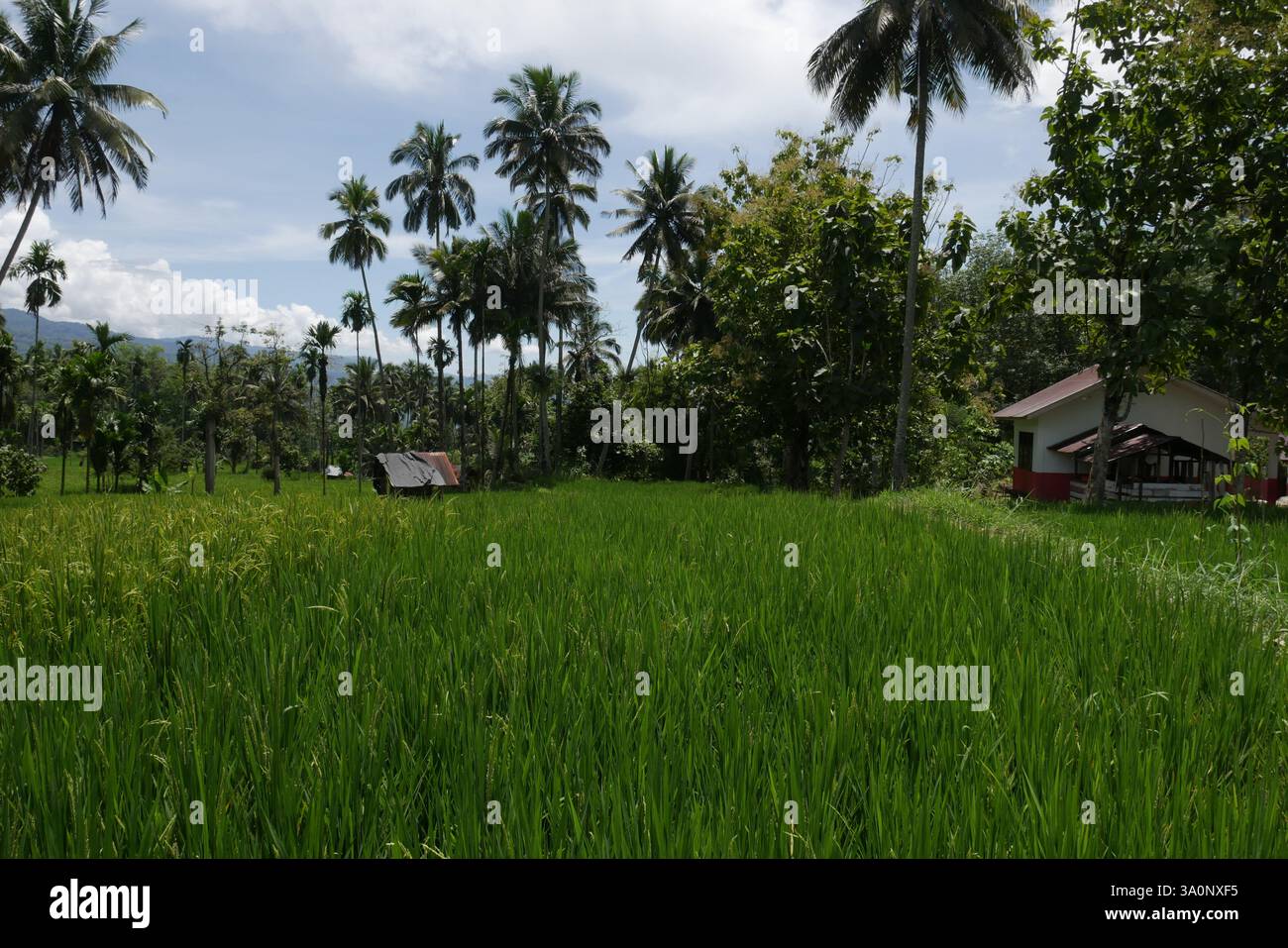 Campo di riso nel villaggio di SIbanggor Julu, reggenza del Mandailing Natal, Sumatra settentrionale, Indonesia. Il riso è la principale fonte alimentare della popolazione del paese. Foto Stock