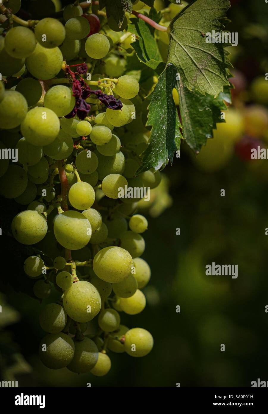 Primo piano di vivaci grappoli di uva verdi appesi a vigneti lussureggianti sotto la calda luce del sole in un vigneto nel cuore della Toscana, Italia. Foto Stock