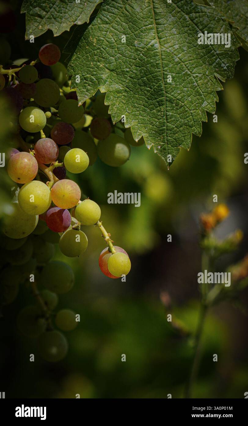 Primo piano di vivaci grappoli di uva verdi appesi a vigneti lussureggianti sotto la calda luce del sole in un vigneto nel cuore della Toscana, Italia. Foto Stock