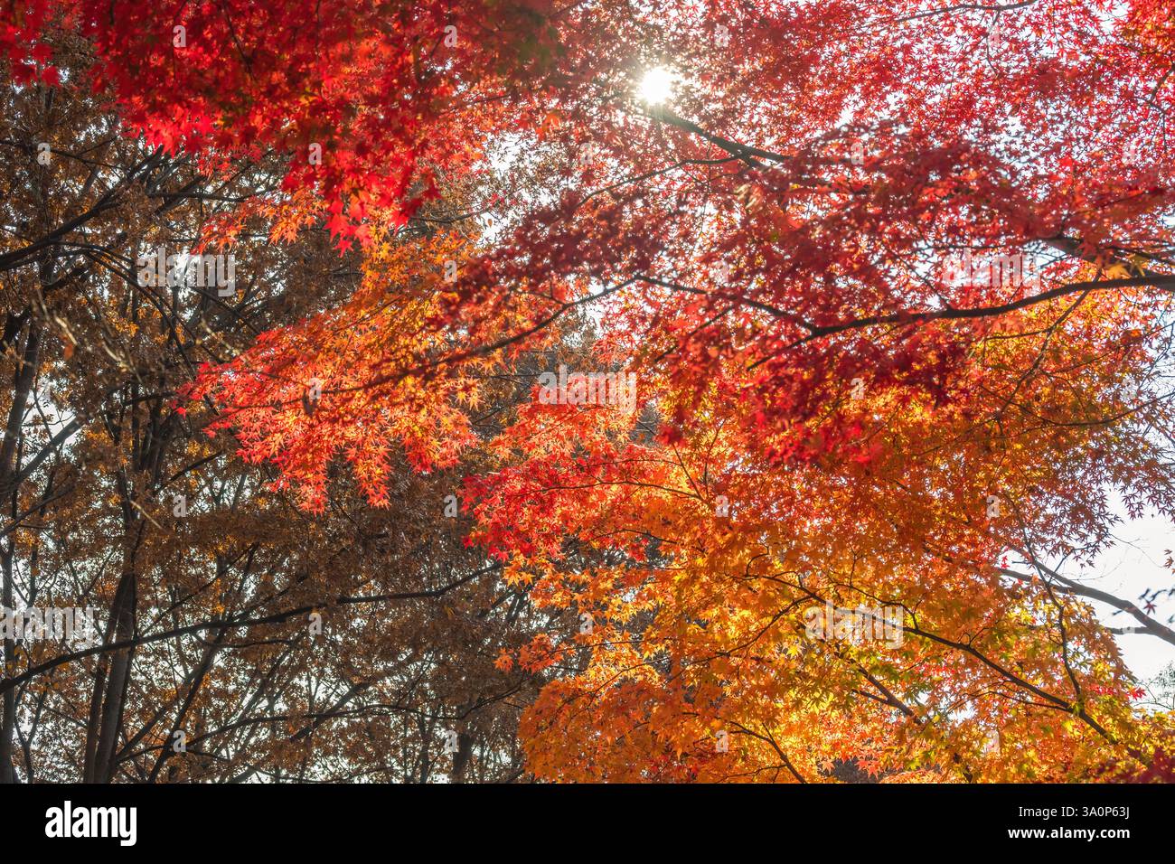 Seoul Corea del Sud, foglia d'acero rosso al Parco Samcheong nella stagione autunnale Foto Stock