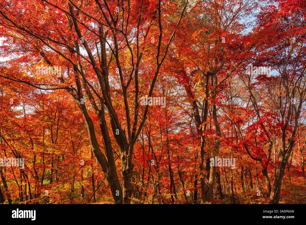 Seoul Corea del Sud, foglia d'acero rosso al Parco Samcheong nella stagione autunnale Foto Stock