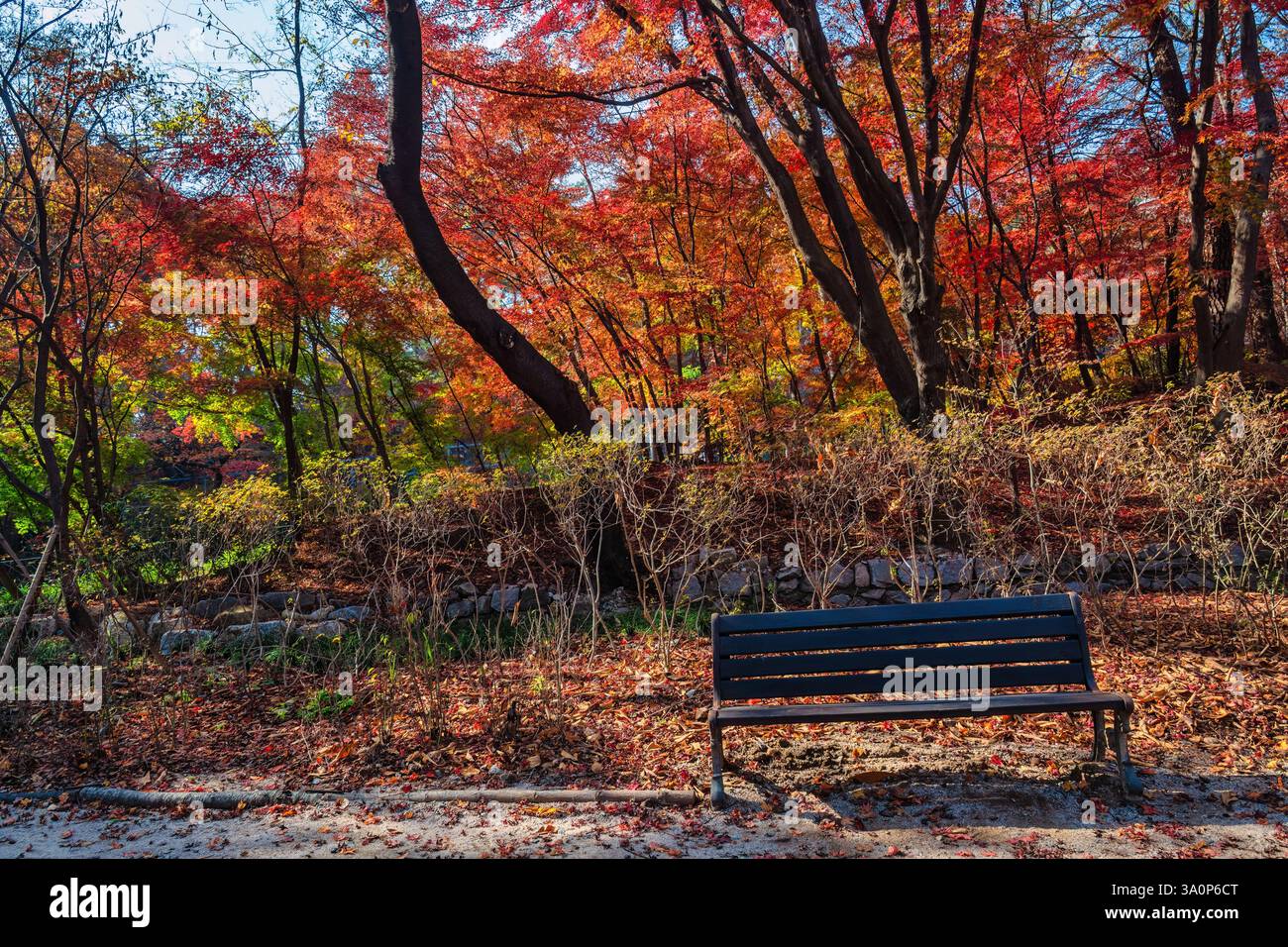 Seoul Corea del Sud, foglia d'acero rosso al Parco Samcheong nella stagione autunnale Foto Stock