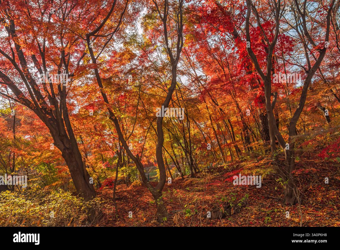 Seoul Corea del Sud, foglia d'acero rosso al Parco Samcheong nella stagione autunnale Foto Stock