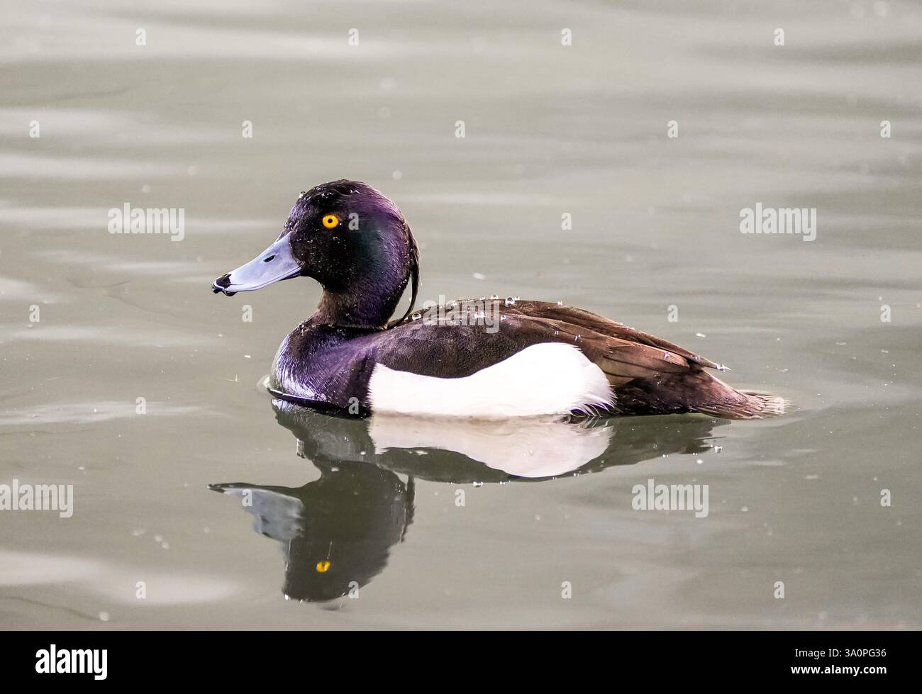 Ritratto di un'anatra ciuffata sull'acqua. Primo piano di uccelli nell'habitat naturale. Aythya fuligula. Foto Stock