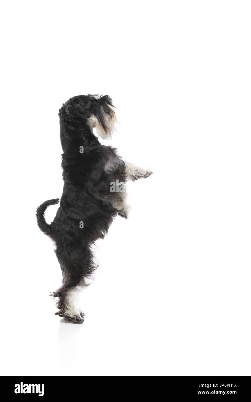 Cane nero schnauzer in piedi sulle zampe posteriori con zampe soffici sollevate in postura bilanciata su sfondo bianco studio. Foto Stock