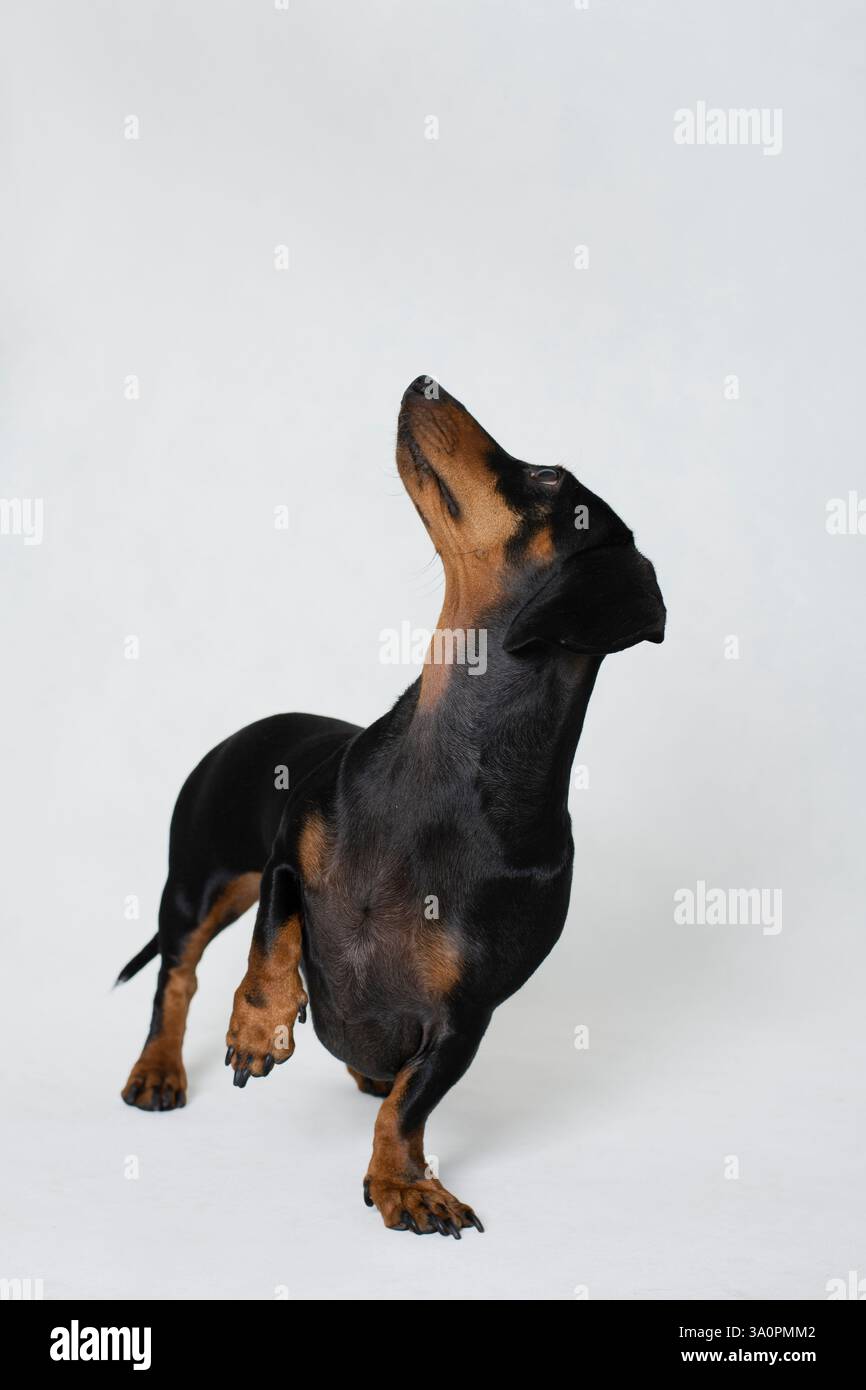 Simpatico piccolo cane nero e abbronzato a gambe corte posa carina guardando in alto Foto Stock