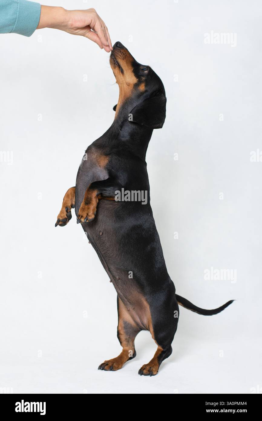 Cane wiener in piedi sulle zampe posteriori per un regalo Foto Stock