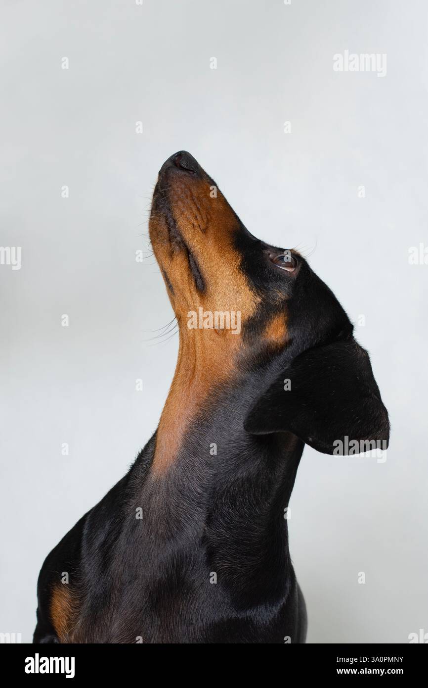 Primo piano di un cane nero e abbronzante che guarda su sfondo bianco Foto Stock