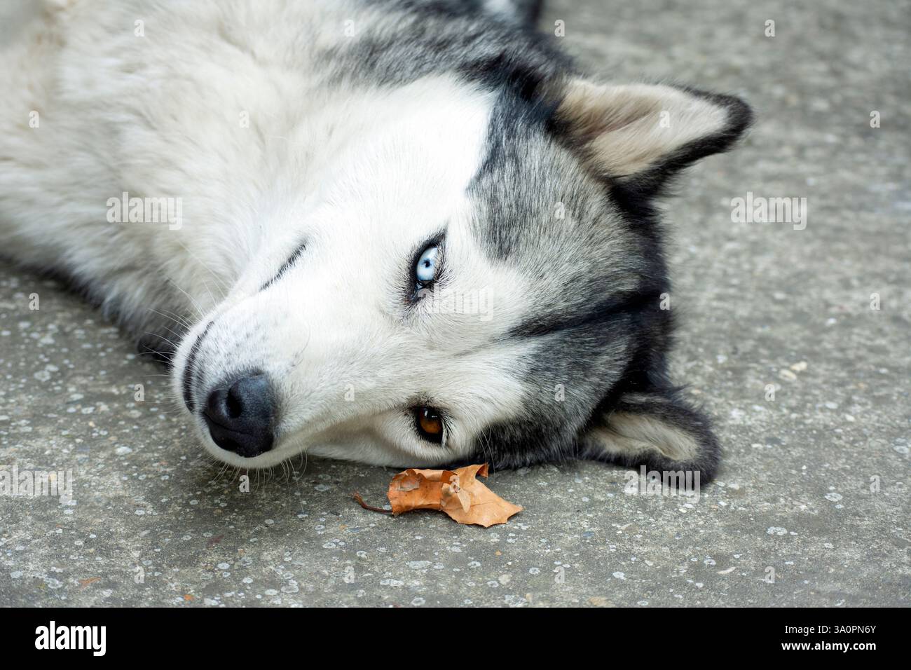 Primo piano ritratto di un husky siberiano con occhi diversi Foto Stock