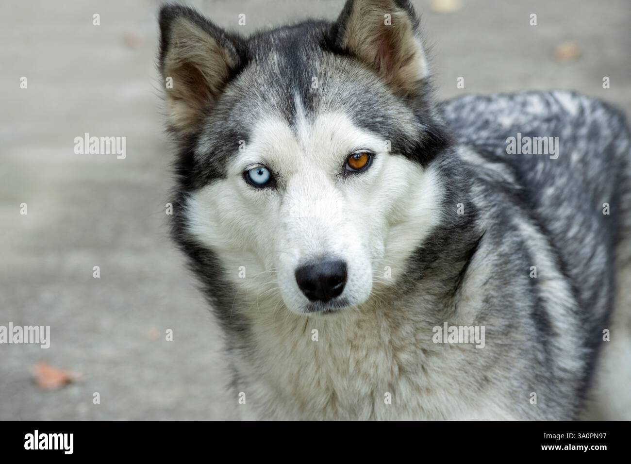 Bellissimo husky siberiano con ritratto di primo piano dell'eterocromia Foto Stock
