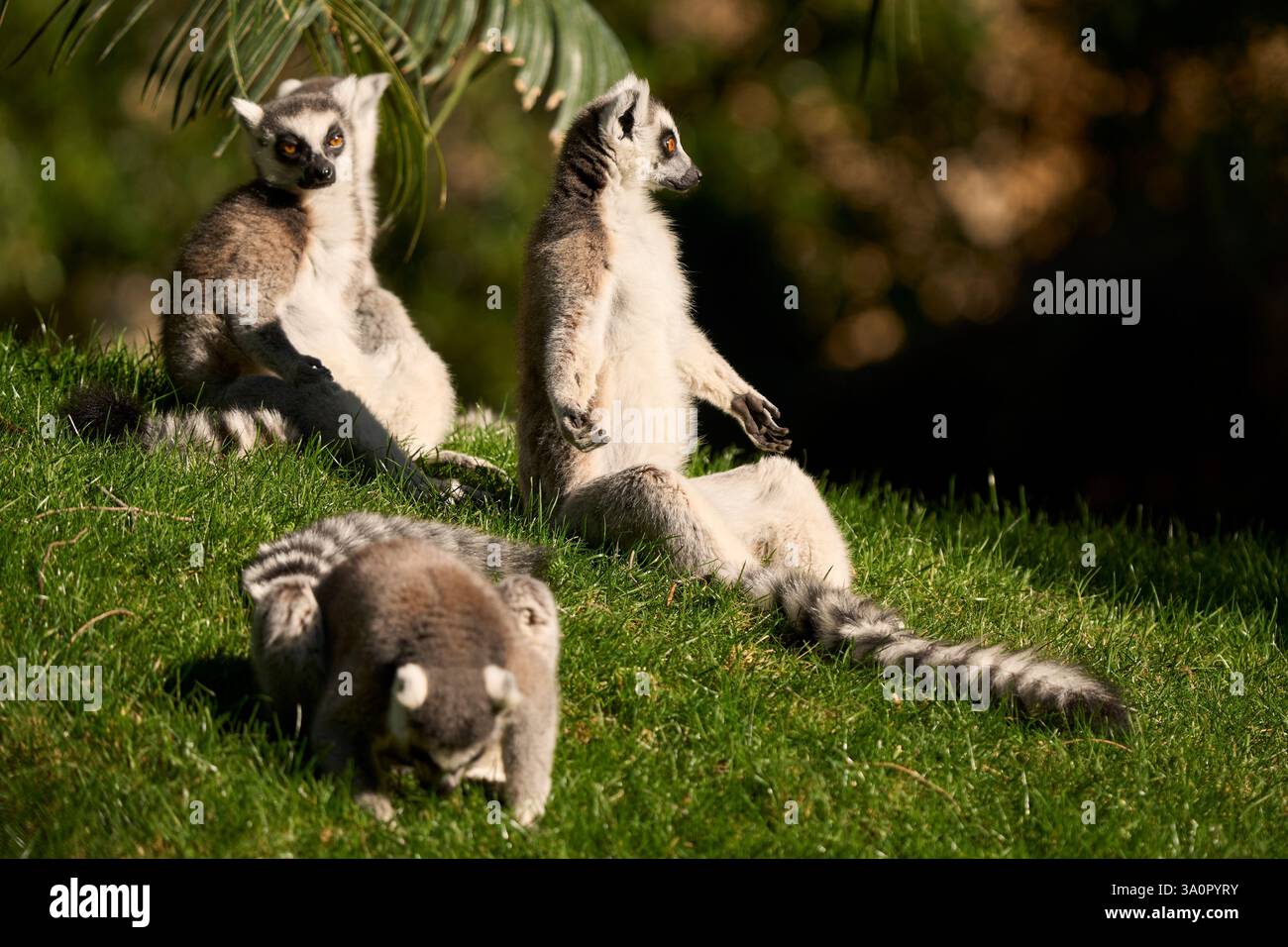 Lemuri che prendono il sole in inverno Foto Stock