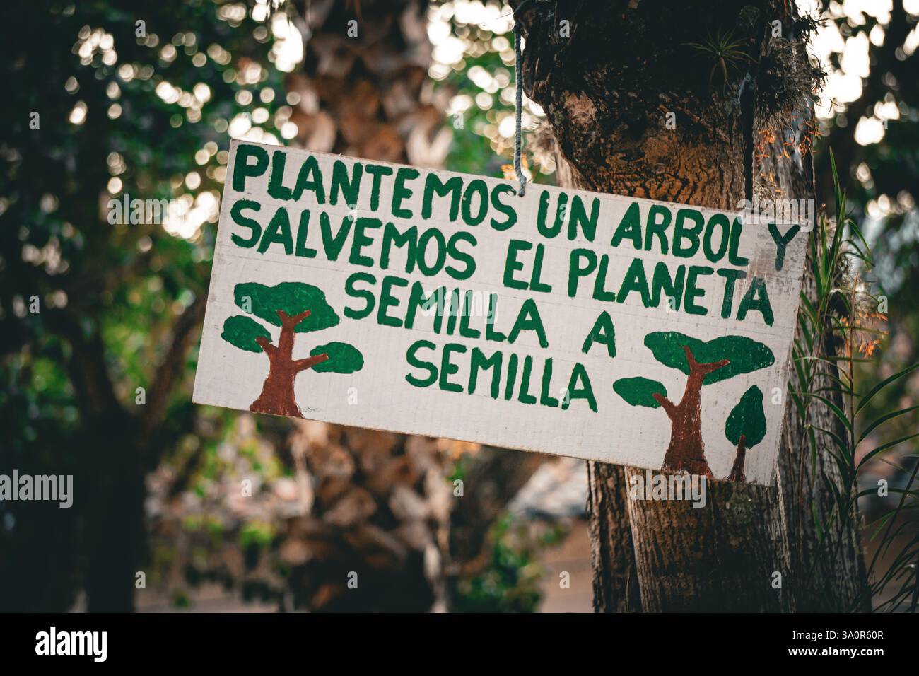 Messaggi ecologici visualizzati sugli alberi nella piazza principale di Samaipata Bolivia che promuovono la coscienza ambientale e l'attivismo verde Foto Stock