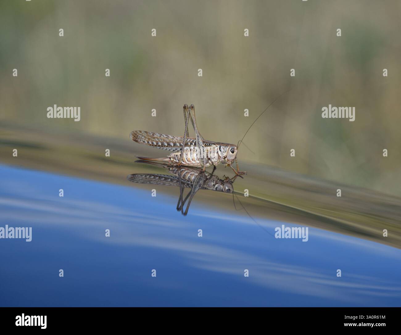 locuste e riflessioni Foto Stock